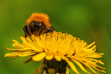 bumblebee on a dandelion