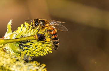 Bee collect nectar from flowering willow