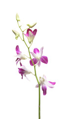 Purple White Orchid flowers blossom isolated on a white