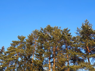 Fototapeta premium Sky and forest