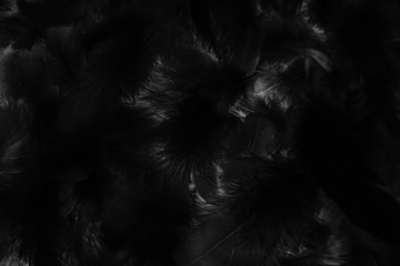 Beautiful abstract colorful gray and black feathers on dark background and soft gray feather texture on black pattern and darkness background. black feather texture banners