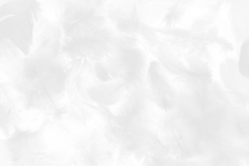 Beautiful abstract colorful gray and white feathers on white background and soft pink feather texture on white pattern and light pink background valentine day