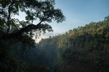 Obraz na płótnie Canvas big tree and cliffs in the forest