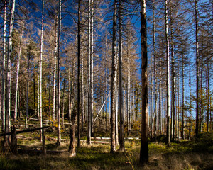 bark beetle - dead forest in the saxon switzerland