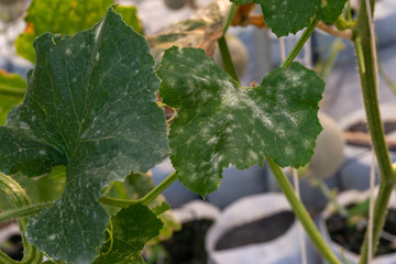 Fresh lot of melons hanging  plants growing in greenhouse