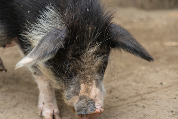 動物園の子豚