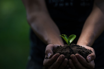 Two hands of young men holding saplings with soil