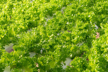 Naklejka premium Fresh organic green oak lettuce vegetable plant farm