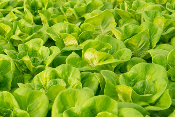 Fresh organic green oak lettuce vegetable plant farm