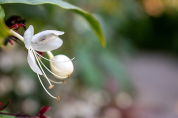 Obraz premium closeup of flower