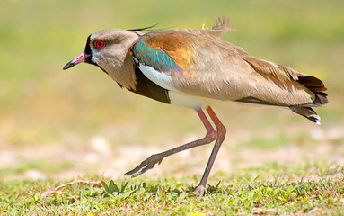 southern lapwing on the grass 