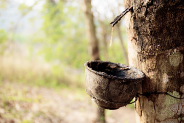 Old bowl of dry on rubber tree.