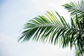 Palm leaves with blue sky.