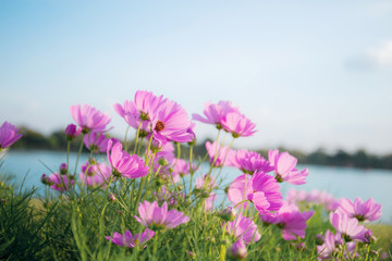 Obraz premium Pink cosmos at river.