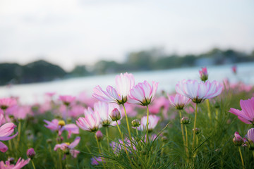 Obraz premium Pink cosmos in winter.