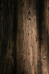 A rough texture of the tree