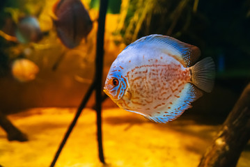 beautiful fish discus Symphysodon aequifasciata axelrodi swim under water