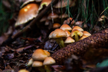 autumn is mushroom season
