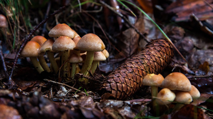 autumn is mushroom season