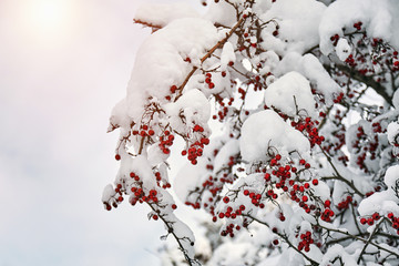 The mature red berries of rowan covered with snow. Sunset on the sky.