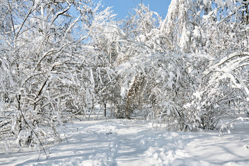 Winter park in snow. Beautiful winter trees branches with a lot of snow. Snow covered trees.