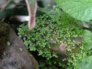 moss on wooden wall