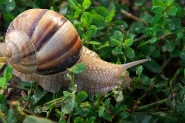 Close-up of snail in grass