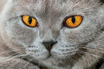 Naklejka na ściany i meble British cat portrait. Closeup, selective focus.