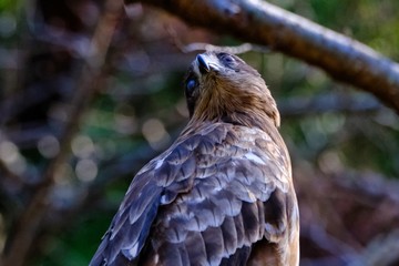 black kite in forest
