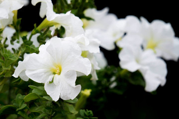 White blooming Petunia flowers (Petunia hybrida).Bright beautiful summer landscape on a flower bed, a natural Park. The concept of rest and warmth. Copy space, selective focus.