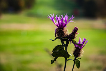 beautiful thistle
