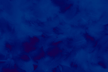 Beautiful abstract colorful black and blue feathers on black background and soft dark feather texture on dark pattern and blue background, colorful feather, purple banners