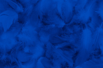 Beautiful abstract colorful black and blue feathers on black background and soft dark feather texture on dark pattern and blue background, colorful feather, purple banners