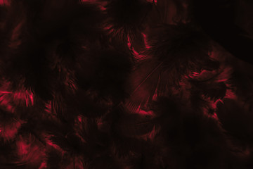 Beautiful abstract colorful black and red feathers on black background and soft pink feather...