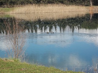 Lac