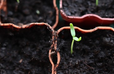 seedlings in plastic pots. green sprouts of pepper.