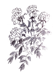 graphic black and white drawing bush of white roses on a white background