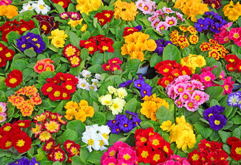Obraz na płótnie Canvas background of Primrose flowers also called PRIMULA