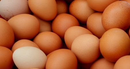 Many eggs of hen