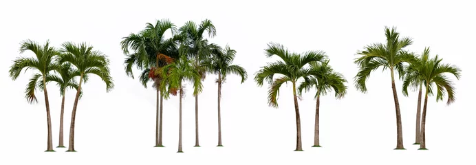 Poster Palm tree isolated collection on white background © WK Stock Photo 
