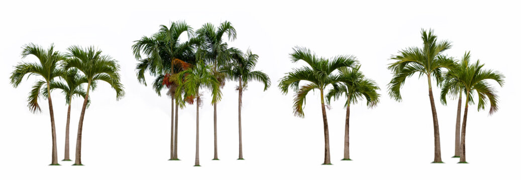 Fototapeta Palm tree isolated collection on white background