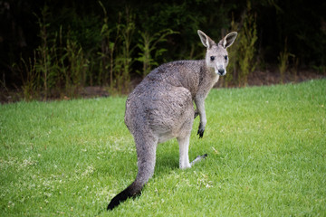 wild Juvenile eastern grey kangaroo looking back over his shoulder, standing on grass with bushes in back ground.