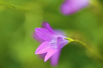 Fototapeta na wymiar bell flowers. Bluebell purple flower on a bright green blurry background. Floral spring gentle background. Bluebell flower in the garden.