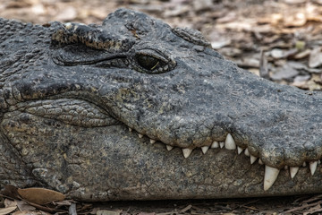 Muzzle of a large tropical crocodile
