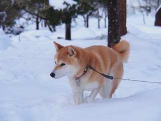 雪の中の柴犬