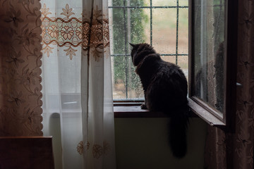 portrait of a black cat sitting on a window in rainy weather
