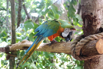 Colorful macaw bird on a wooden perch