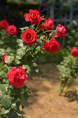 赤い薔薇の小道