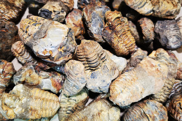 trilobite fossil collection