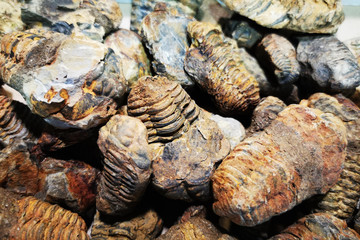 trilobite fossil collection